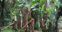 Se Vende Terreno Tuetal Norte, Alajuela  Entrada a calle San Miguel